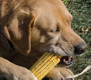 are dogs allowed to eat corn
